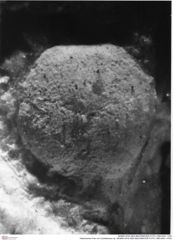 Historisches Foto von Cyclothyreus sp. (NHMW-AFW-GEO-BACHMAYER-FOTO-1990-0041-1476)